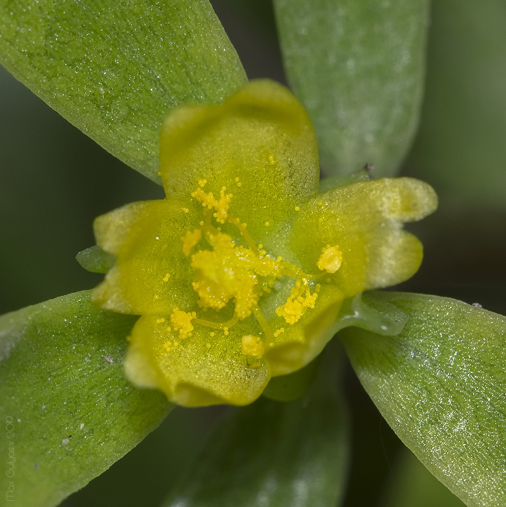 Изображение особи Portulaca oleracea.