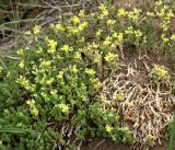 Sedum acre. Куртина цветущих растений. Владимирская обл., Судогодский р-н, окр. дер. Митино, лесная вырубка. 15.06.2019.