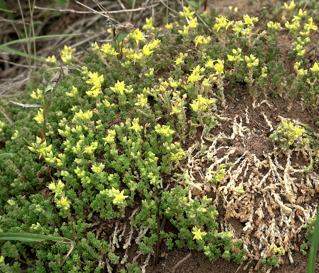 Image of Sedum acre specimen.