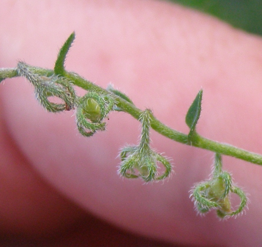 Image of Rochelia retorta specimen.