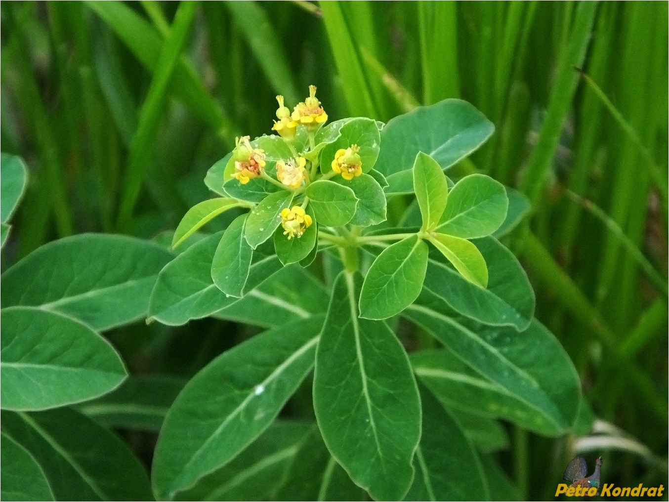 Image of Euphorbia angulata specimen.