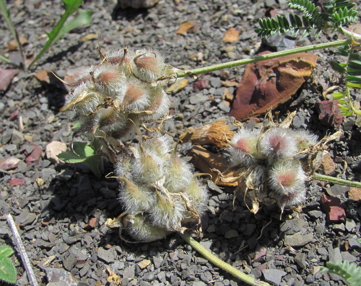 Изображение особи Astragalus lasioglottis.