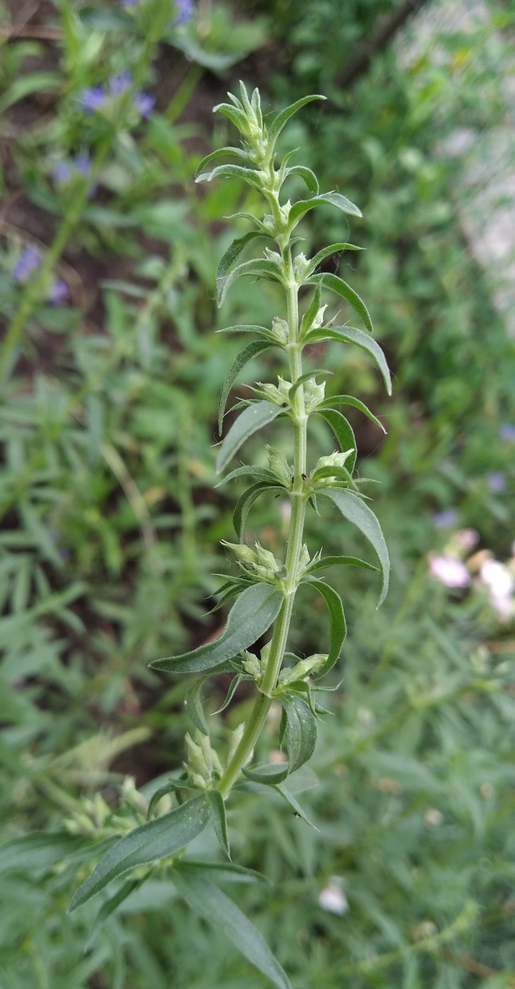 Image of Hyssopus officinalis specimen.