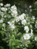 Geranium phaeum