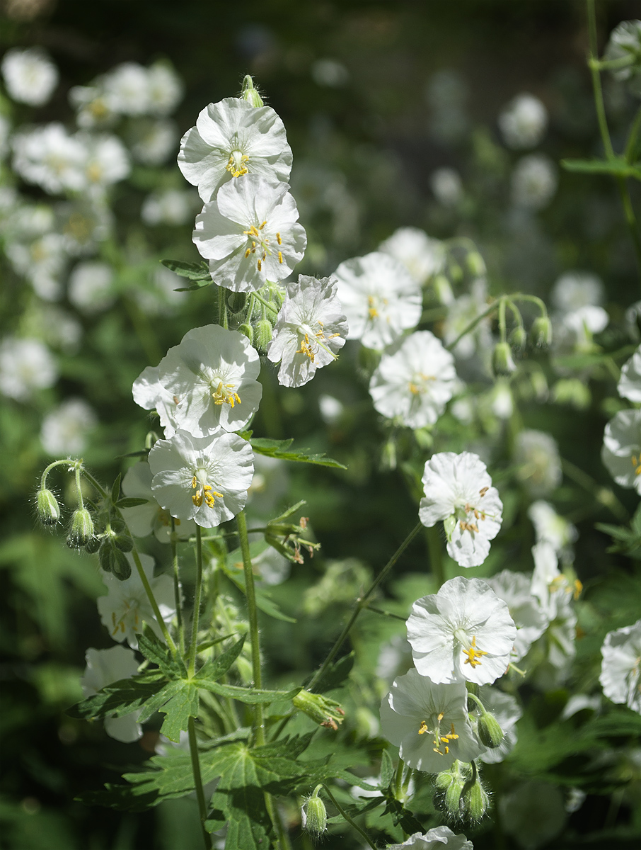 Изображение особи Geranium phaeum.