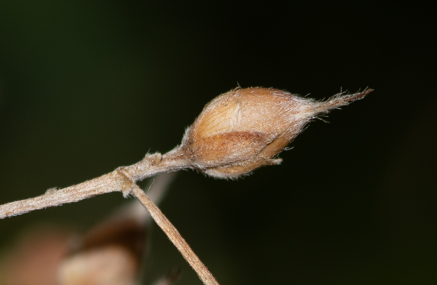 Image of Convolvulus floridus specimen.