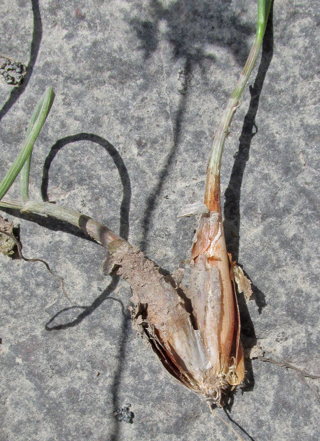 Image of Allium globosum specimen.