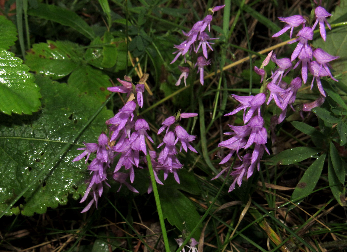 Image of Neottianthe cucullata specimen.