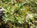 Anemonastrum sibiricum. Цветущее растение. Республика Коми, нацпарк Югыд ва, перевал Зигзаг, разнотравно-моховая тундра. 18.08.2019.