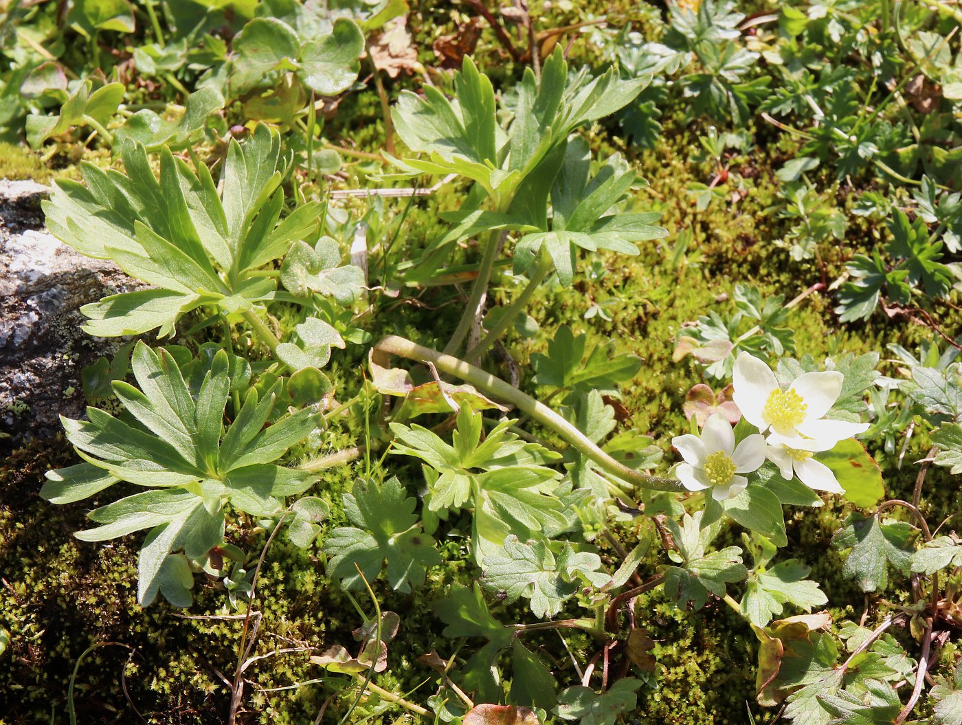 Image of Anemonastrum sibiricum specimen.