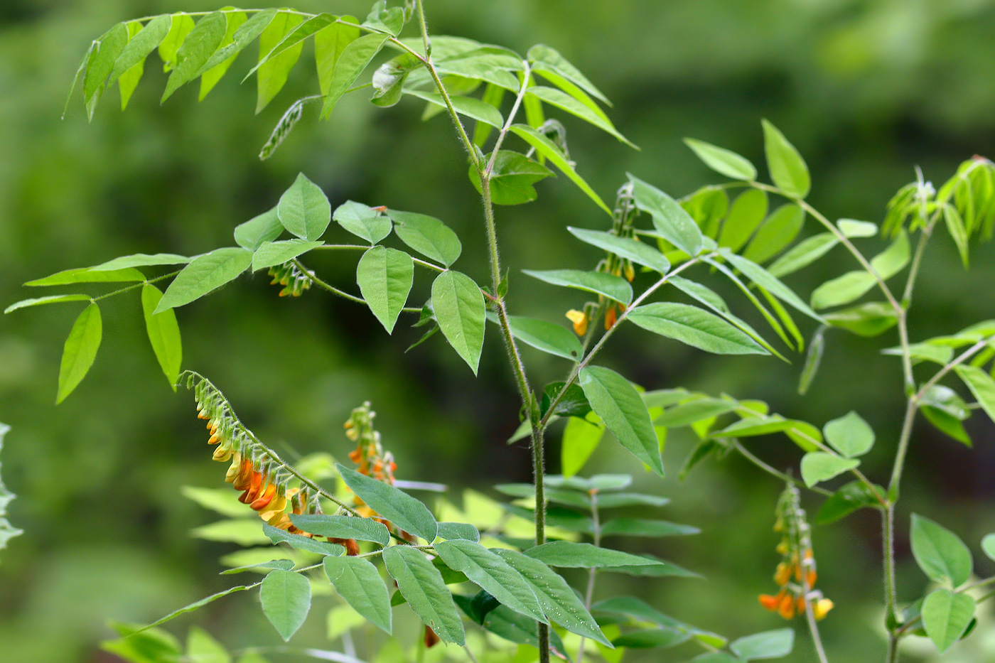 Image of Vicia crocea specimen.