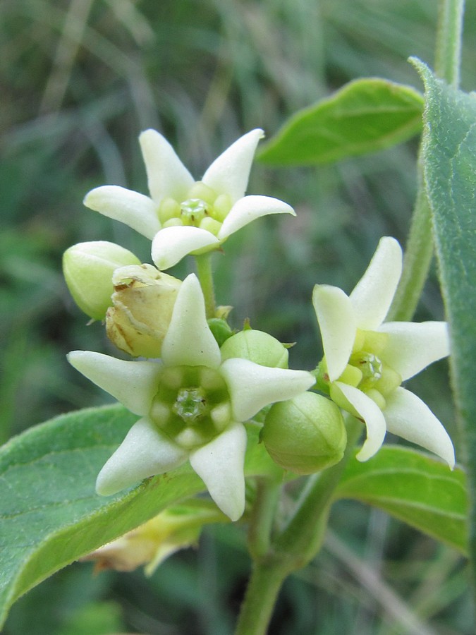 Image of Vincetoxicum hirundinaria specimen.