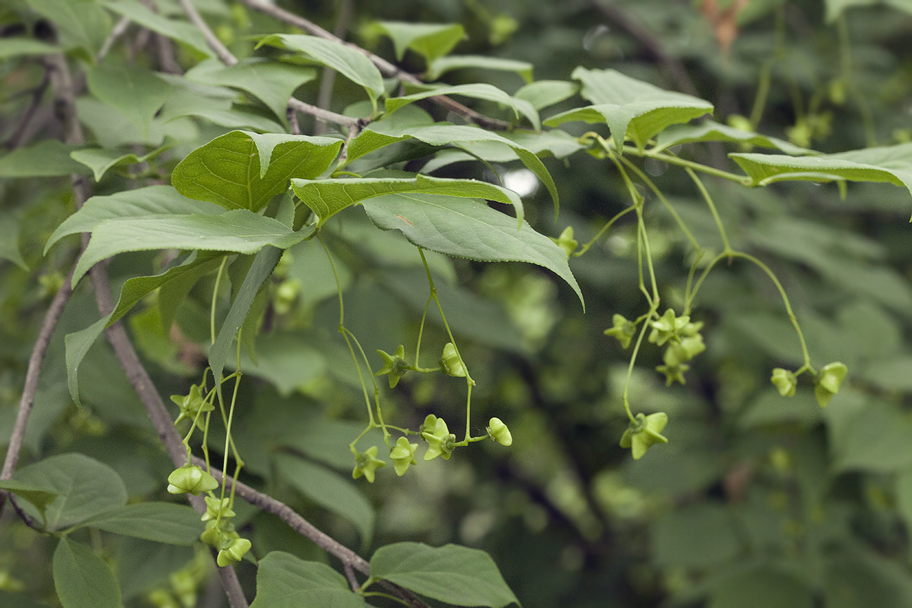 Изображение особи Euonymus maximowiczianus.