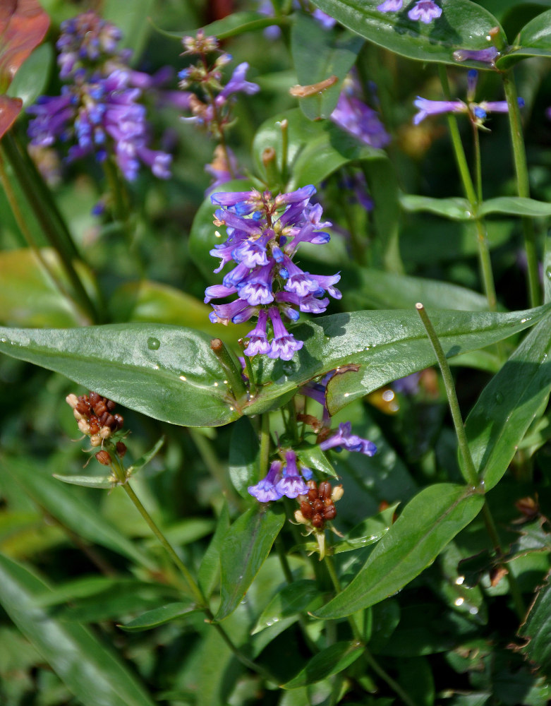 Изображение особи род Penstemon.