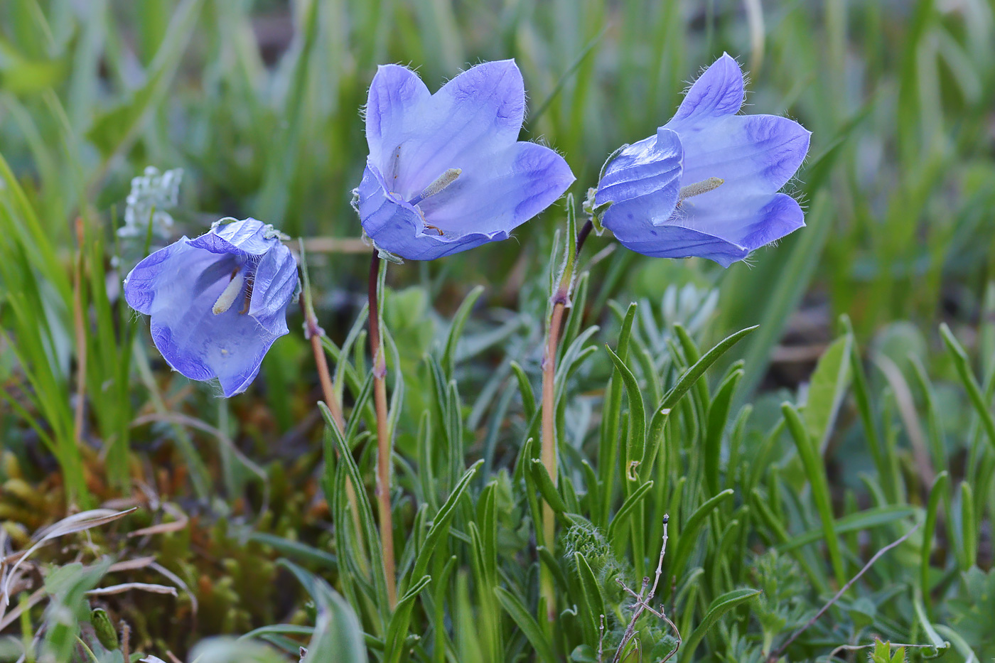 Image of Campanula biebersteiniana specimen.