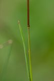 Image of taxon representative. Author is Илья Михеев