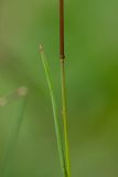 Bromopsis variegata. Часть побега. Краснодарский край, Мостовский р-н, окр. пос. Узловой, ю.-з. отрог горы Асбестная, субальпийский луг. 15.06.2019.