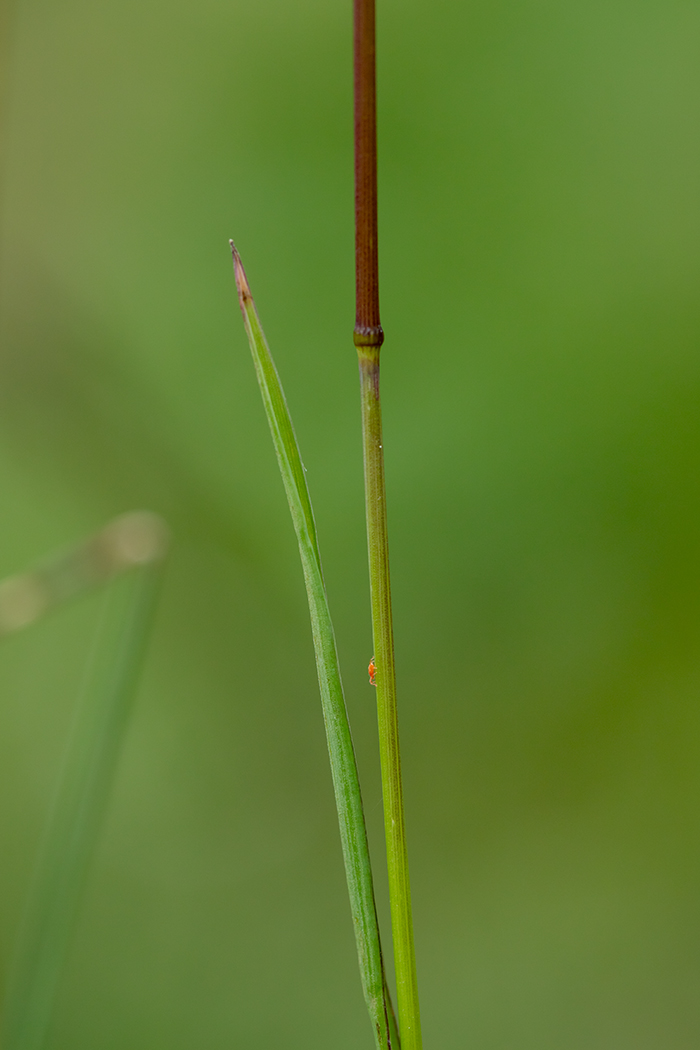 Image of Bromopsis variegata specimen.