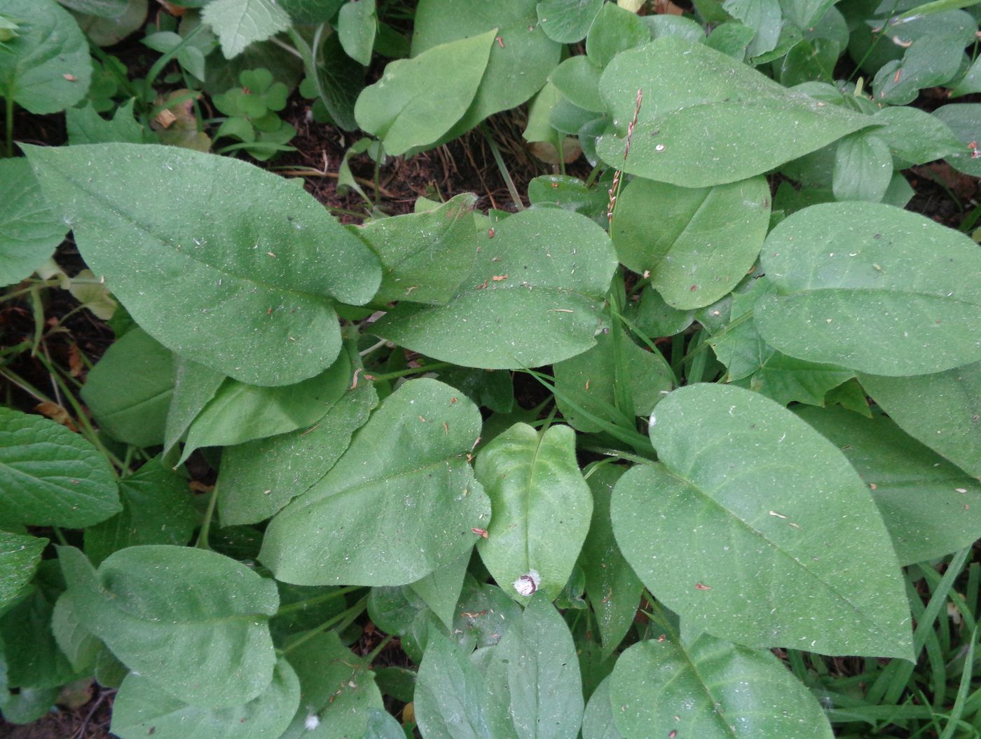 Изображение особи Pulmonaria obscura.