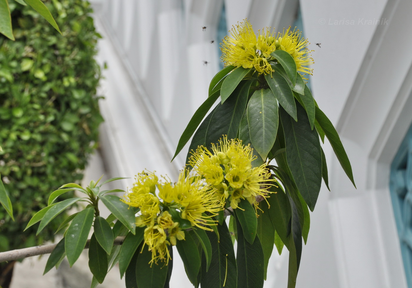 Image of Xanthostemon chrysanthus specimen.