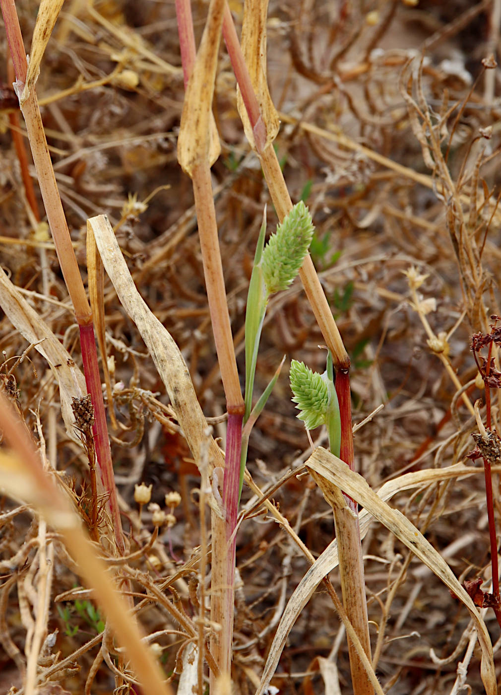 Изображение особи Phalaris minor.