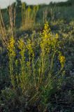Galium verum. Цветущее растение в сообществе с Artemisia. Челябинская обл., Кизильский р-н, Богдановское сельское поселение, пос. Грязнушинский, долина р. Урал, каменистая закустаренная степь. 13 июня 2019 г.