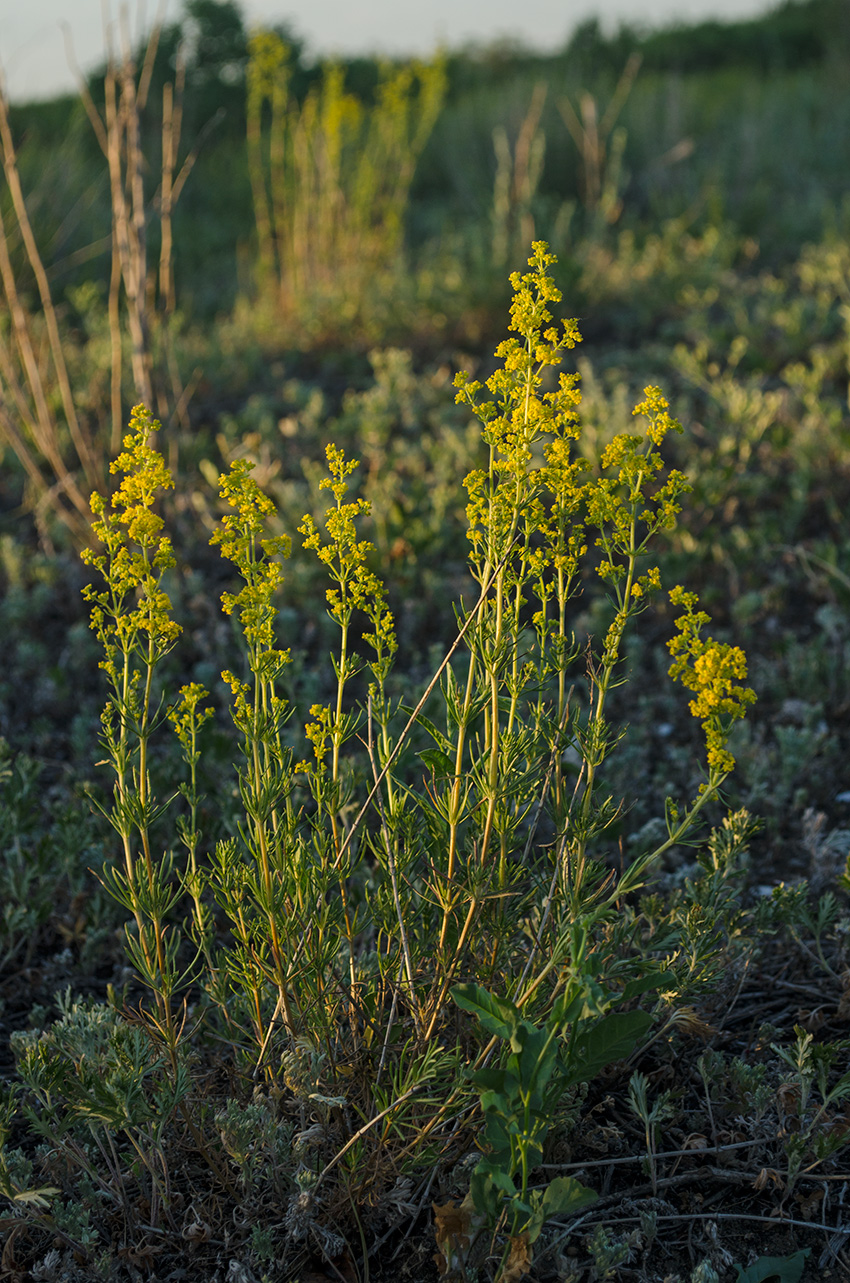 Изображение особи Galium verum.