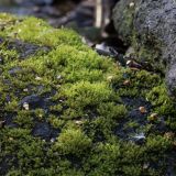 Bryopsida