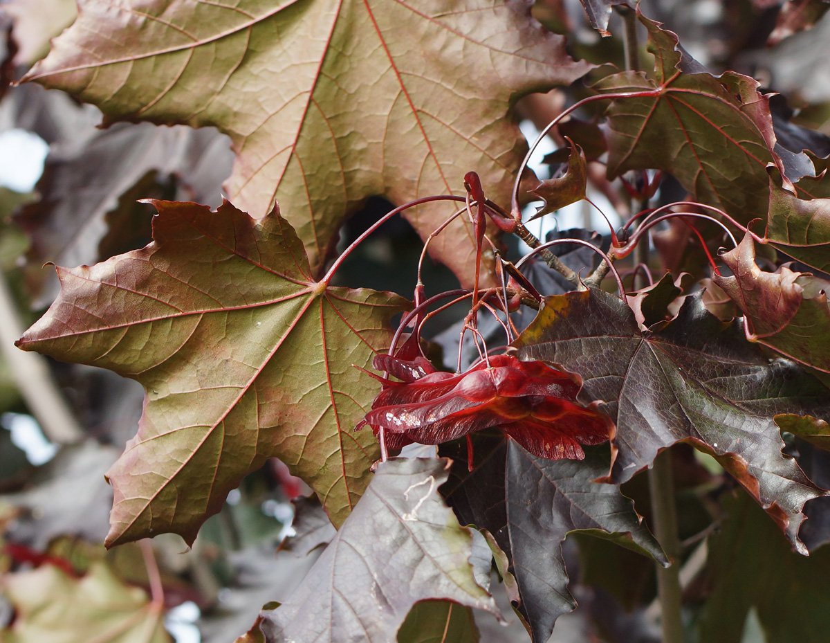 Изображение особи Acer platanoides.