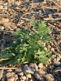 Artemisia vulgaris. Вегетирующее молодое растение. Ленинградская обл., Ломоносовский р-н, окр. пос. Лебяжье, берег Финского залива, валунно-песчаный пляж, зона заплеска. 01.09.2019.