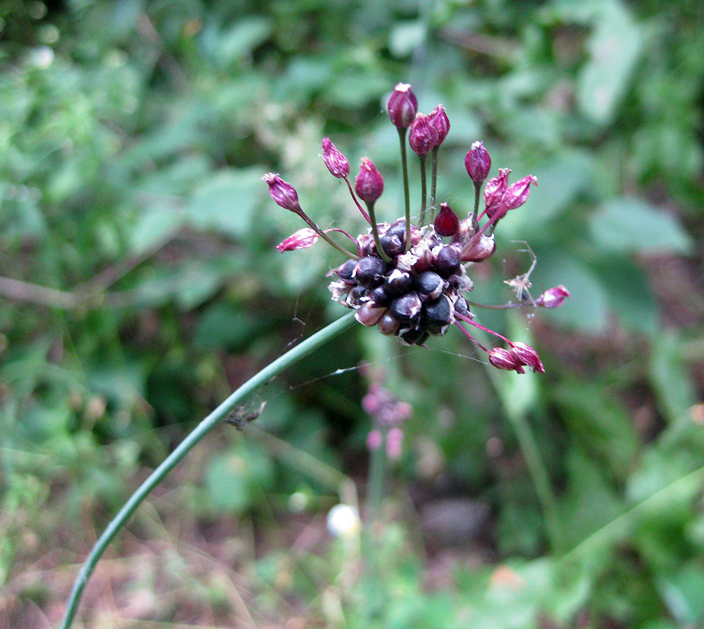 Изображение особи Allium scorodoprasum.