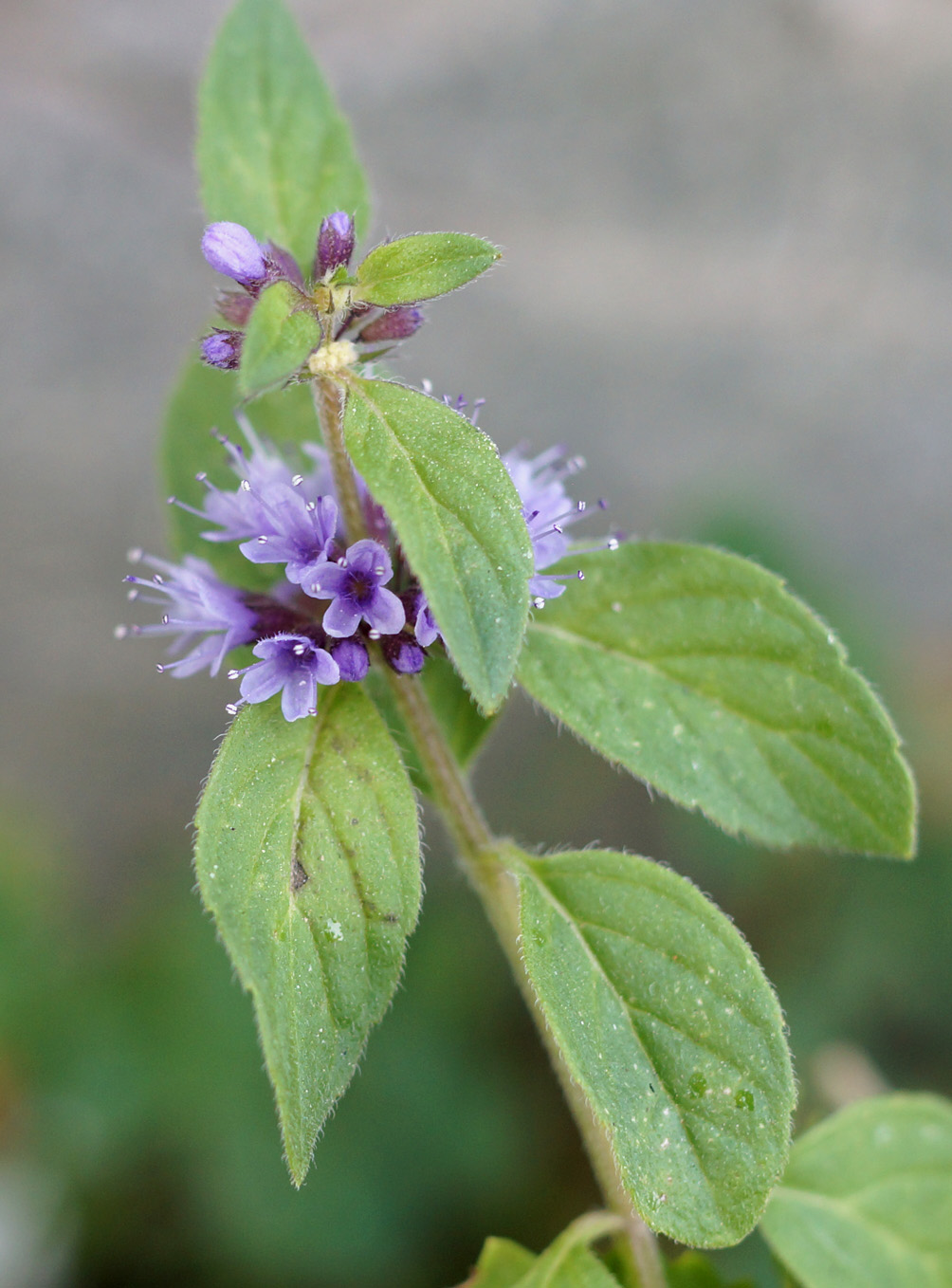 Image of Mentha arvensis specimen.