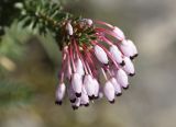 Erica multiflora. Верхушка побега с цветками. Испания, Каталония, пров. Жирона, комарка Ла-Гарроча, муниципалитет Салес-де-Льерка, разреженый дубовый лес. 29.09.2019.