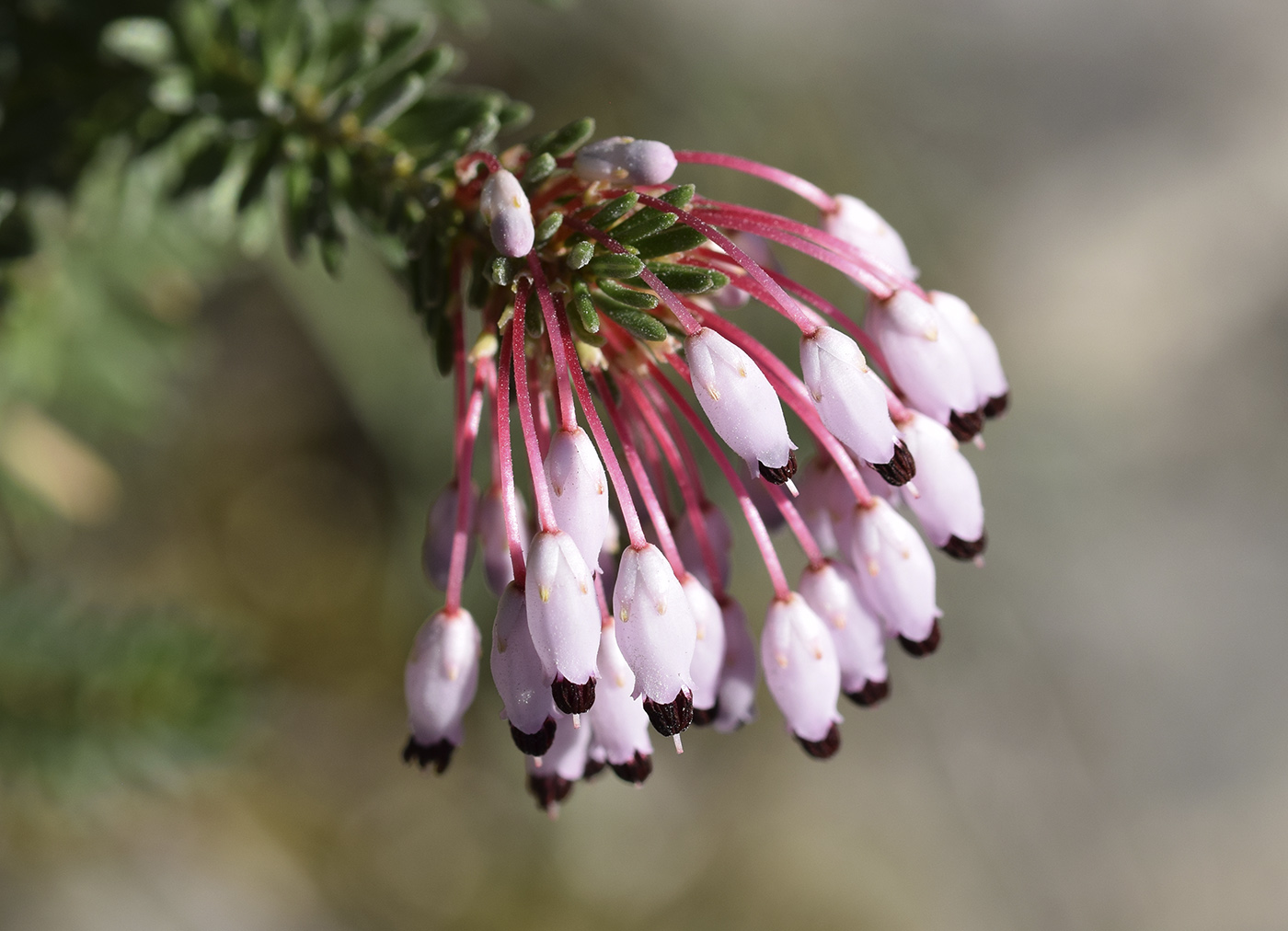 Image of Erica multiflora specimen.