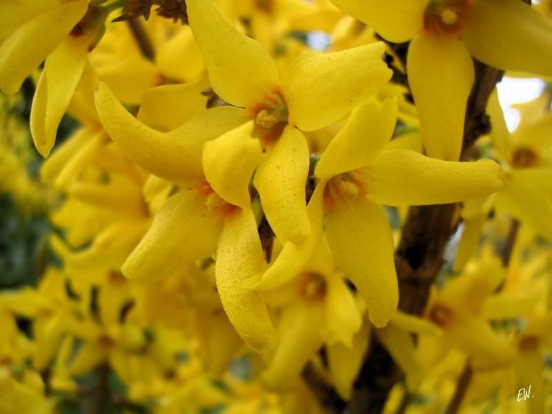 Image of Forsythia &times; intermedia specimen.