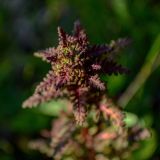 Pedicularis palustris
