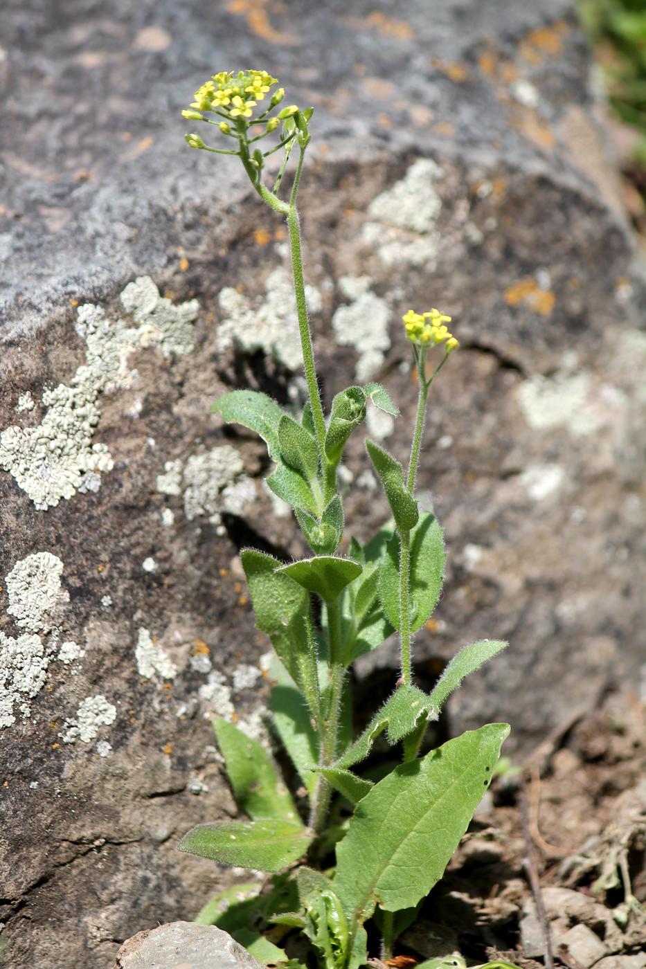 Image of Draba huetii specimen.