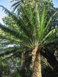 Encephalartos laurentianus. Листья и верхушка ствола. Испания, Канарские о-ва, Тенерифе, ботанический сад в Пуэрто-де-ла-Крус, в культуре. 6 марта 2008 г.