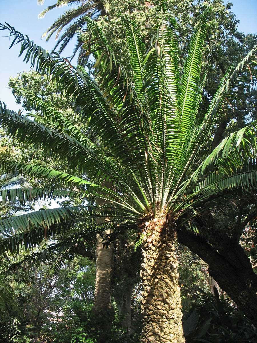 Изображение особи Encephalartos laurentianus.