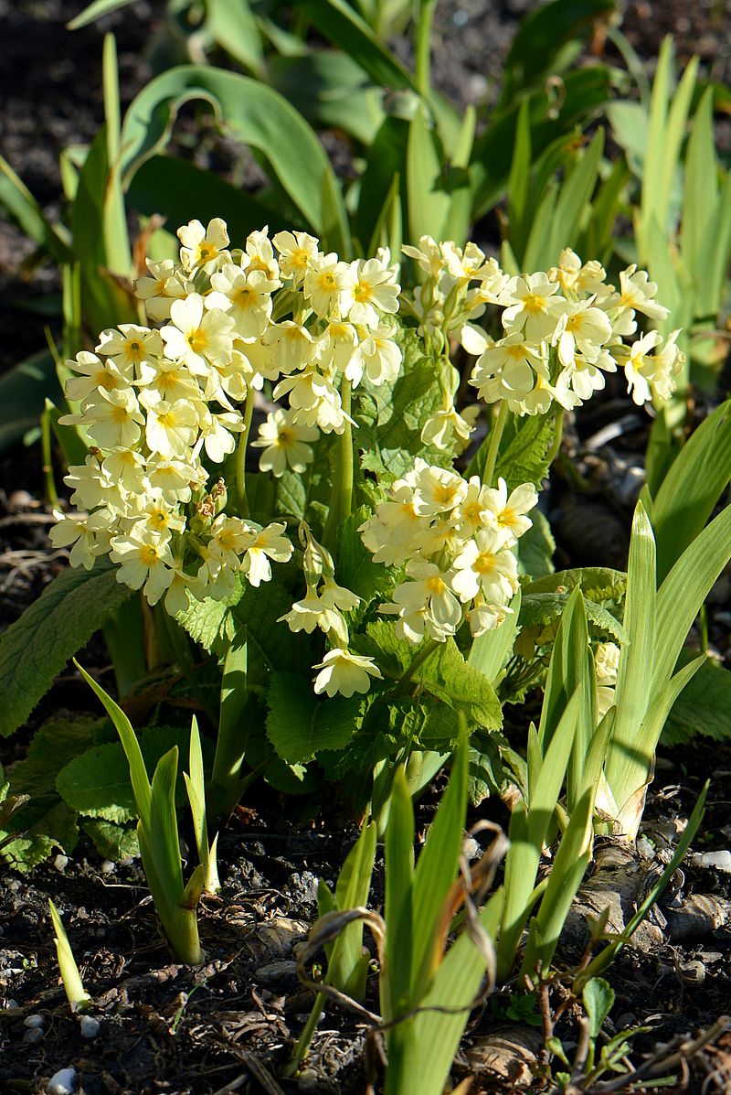 Image of Primula elatior specimen.