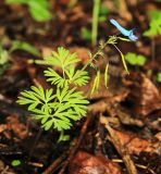 Corydalis turtschaninovii. Отцветающее и плодоносящее растение. Приморский край, окр. г. Владивосток, долинный ясеневый лес. 19.05.2020.