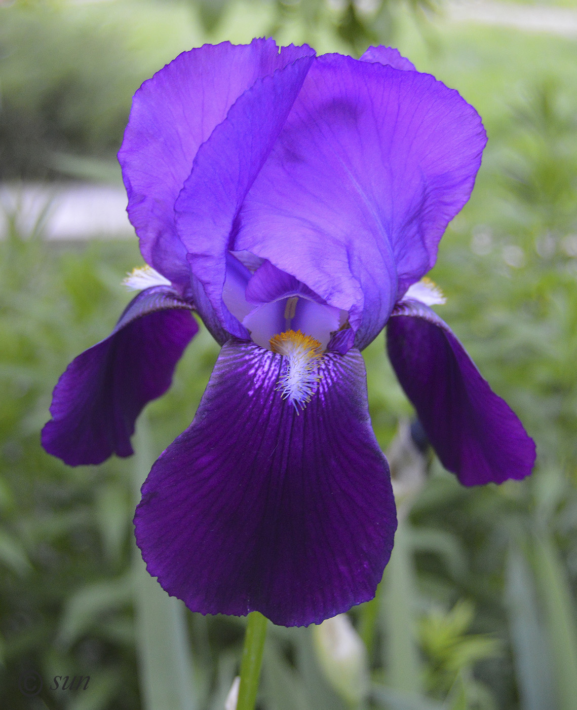 Изображение особи Iris &times; hybrida.