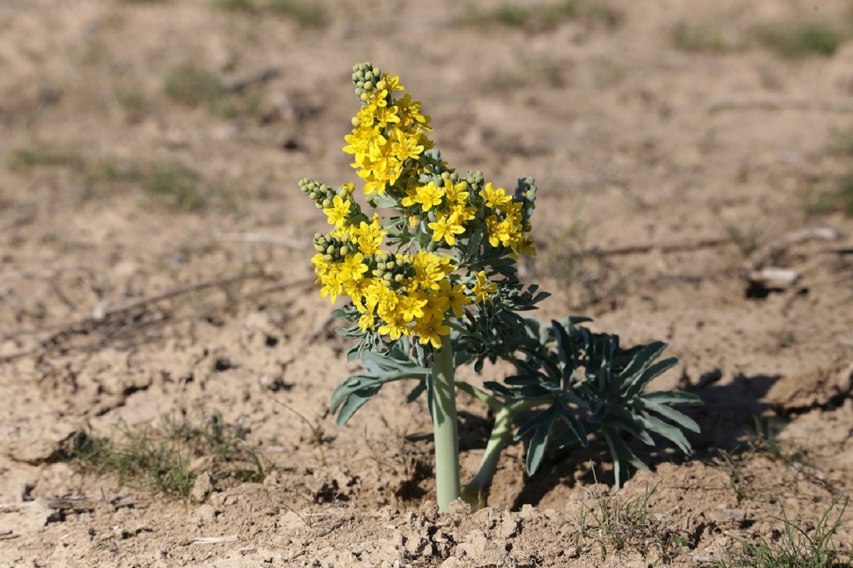 Image of Leontice ewersmanni specimen.
