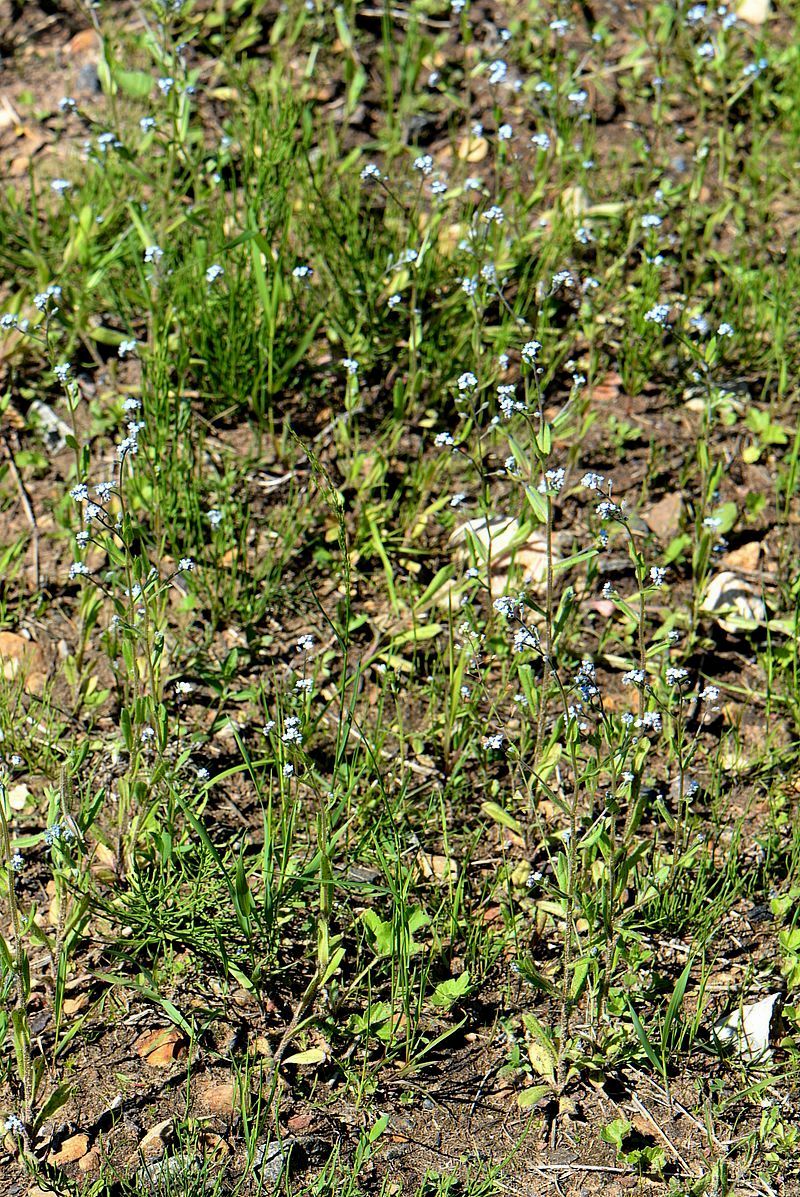 Image of Myosotis arvensis specimen.