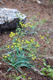 Bupleurum densiflorum