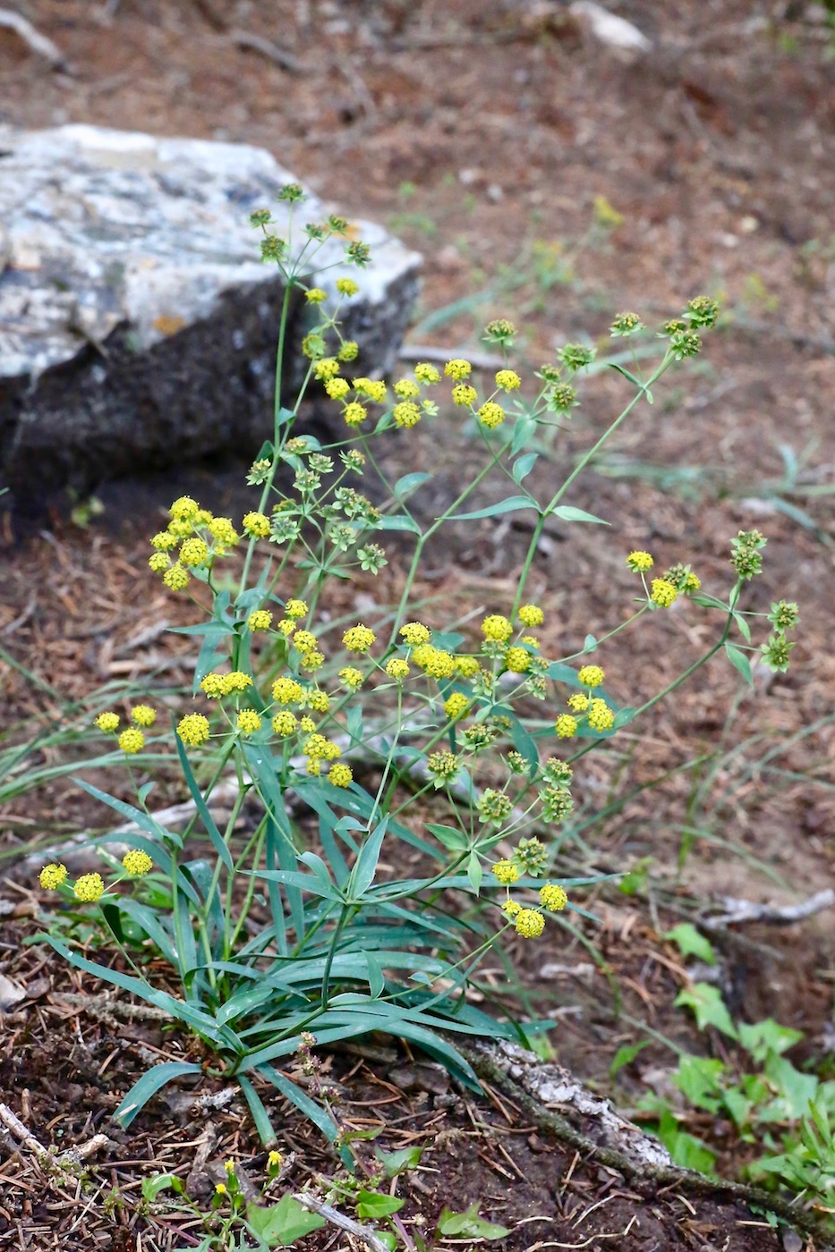 Изображение особи Bupleurum densiflorum.