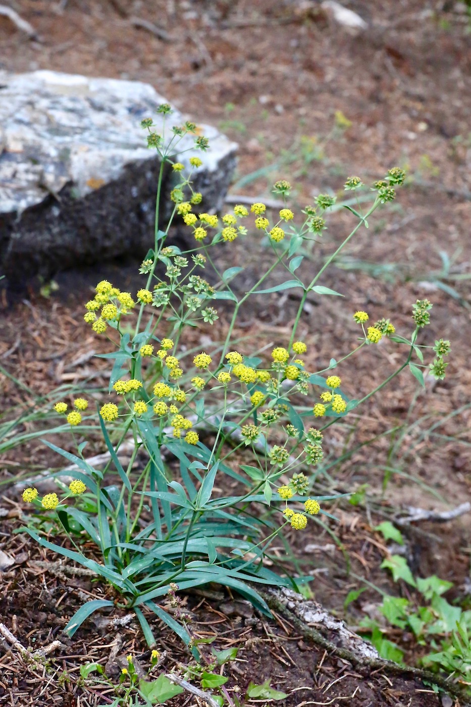 Изображение особи Bupleurum densiflorum.