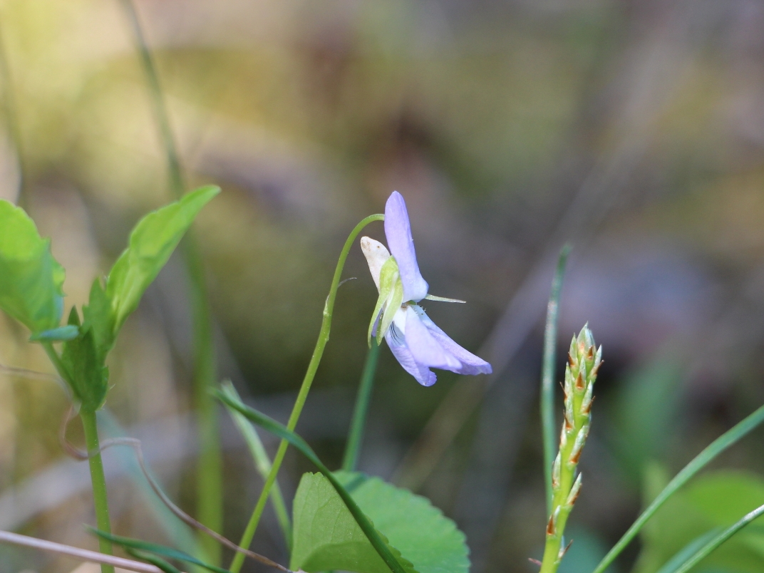 Изображение особи Viola sacchalinensis.