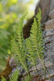 Polypodium vulgare