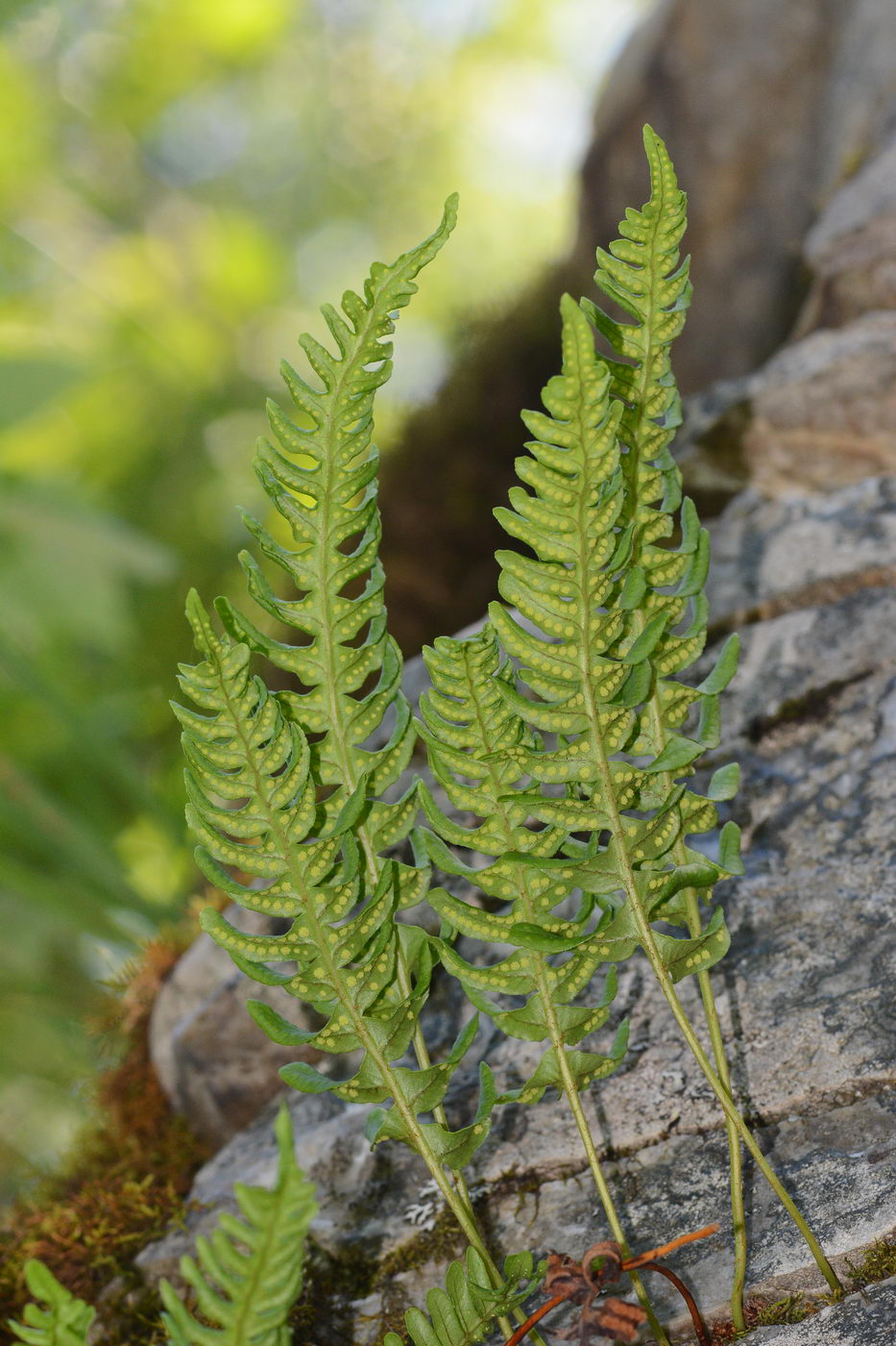 Изображение особи Polypodium vulgare.